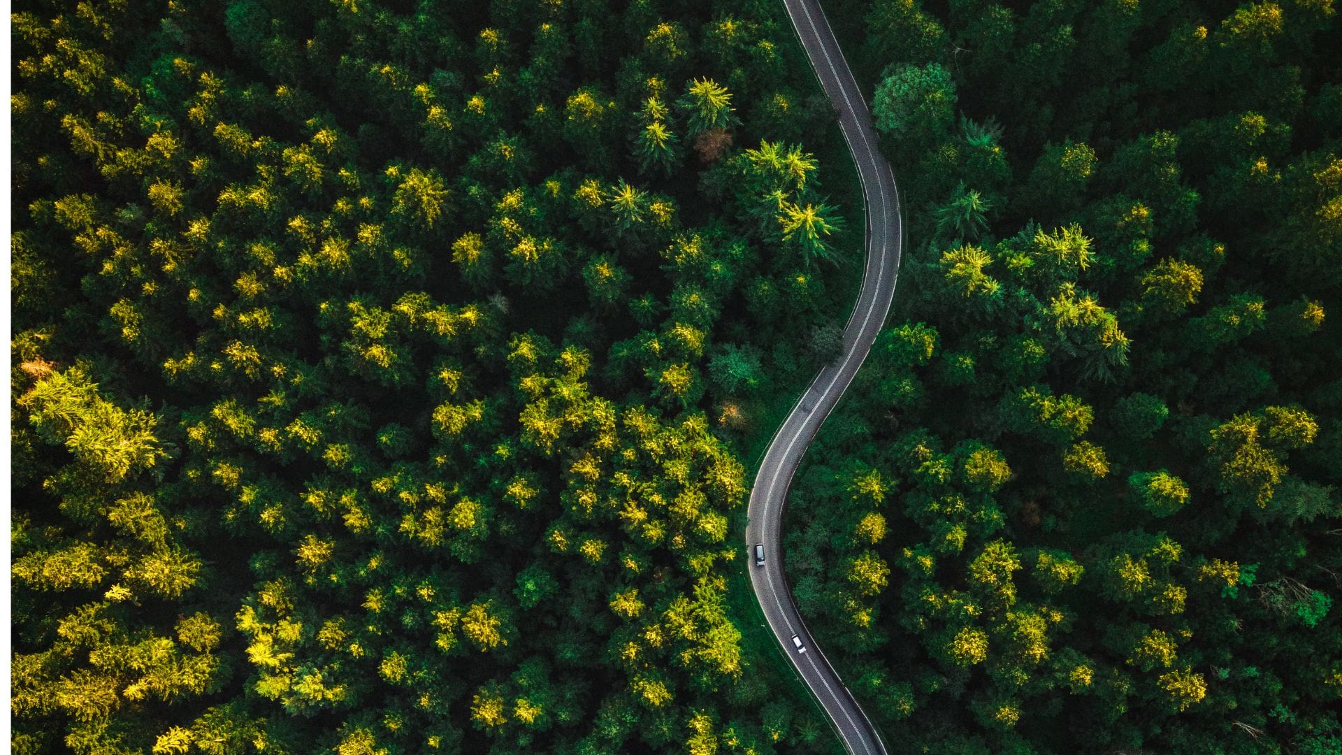 a road through a forest